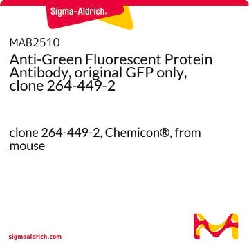 Anti-Green Fluorescent Protein Antibody, original GFP only, clone 264-449-2 clone 264-449-2, Chemicon&#174;, from mouse