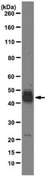 Anti-SRp55 Antibody, clone 9-1-56 clone 9-1-56, from mouse