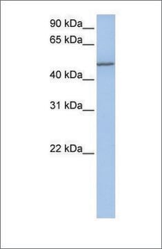 Anti-COL25A1 antibody produced in rabbit affinity isolated antibody