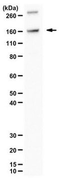 Anti-SNTF (cleaved spectrin) serum, from rabbit