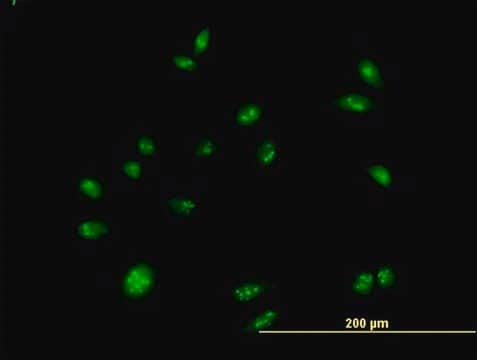 Anti-CEBPZ antibody produced in mouse purified immunoglobulin, buffered aqueous solution