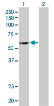 Anti-GDF10 antibody produced in mouse purified immunoglobulin, buffered aqueous solution