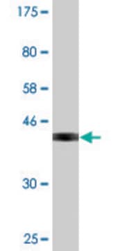 Monoclonal Anti-IL1A, (C-terminal) antibody produced in mouse clone 1F3, purified immunoglobulin, buffered aqueous solution