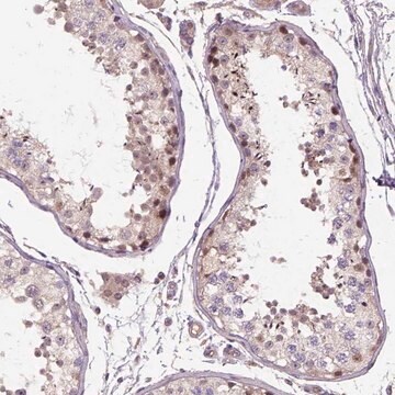 Anti-C6orf106 antibody produced in rabbit Prestige Antibodies&#174; Powered by Atlas Antibodies, affinity isolated antibody, buffered aqueous glycerol solution