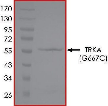 TRKA (G667C), Active PRECISIO&#174; Kinase, recombinant