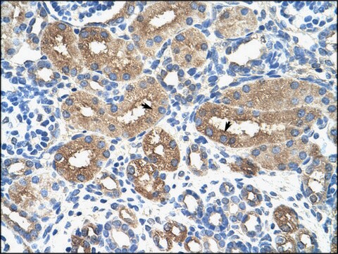 Anti-MyBL1 antibody produced in rabbit IgG fraction of antiserum