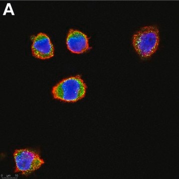 Anti-c-Kit/CD117 Antibody, clone 1L19 ZooMAb&#174; Rabbit Monoclonal recombinant, expressed in HEK 293 cells