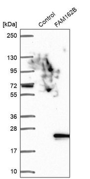 Anti-FAM162B antibody produced in rabbit Prestige Antibodies&#174; Powered by Atlas Antibodies, affinity isolated antibody, buffered aqueous glycerol solution