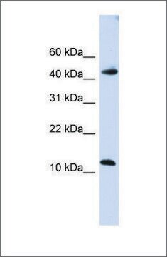 Anti-APOBEC3F antibody produced in rabbit affinity isolated antibody