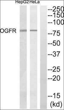 Anti-OGFR antibody produced in rabbit affinity isolated antibody