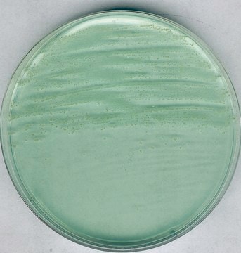 NutriSelect&#174; plus Anaerobic Agar acc. To BREWER