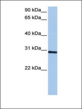 Anti-ASB11 antibody produced in rabbit affinity isolated antibody