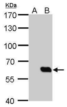 Monoclonal Anti-HA tag antibody produced in mouse clone GT134, affinity isolated antibody