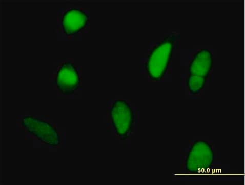 Anti-DDX42 antibody produced in mouse purified immunoglobulin, buffered aqueous solution