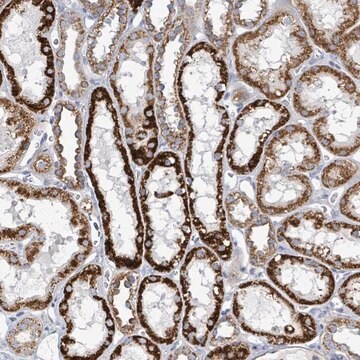 Anti-ALG12 antibody produced in rabbit Prestige Antibodies&#174; Powered by Atlas Antibodies, affinity isolated antibody, buffered aqueous glycerol solution