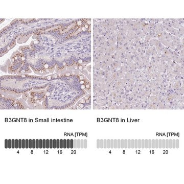 Anti-B3GNT8 antibody produced in rabbit Prestige Antibodies&#174; Powered by Atlas Antibodies, affinity isolated antibody, buffered aqueous glycerol solution