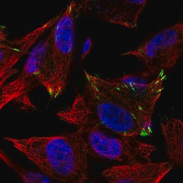 Anti-Gria4 Antibody Produced In Rabbit Prestige Antibodies&#174; Powered by Atlas Antibodies, affinity isolated antibody, buffered aqueous glycerol solution