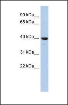 Anti-GLRX3, (N-terminal) antibody produced in rabbit affinity isolated antibody