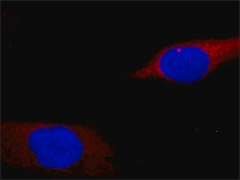 Monoclonal Anti-SPTBN1 antibody produced in mouse clone FOD5, hybridoma cell culture supernatant