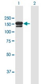 ANTI-SORCS3 antibody produced in mouse purified immunoglobulin, buffered aqueous solution