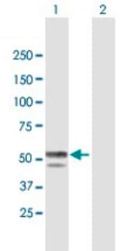 Anti-BLMH antibody produced in mouse purified immunoglobulin, buffered aqueous solution