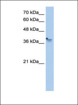 Anti-PCMTD1 antibody produced in rabbit IgG fraction of antiserum