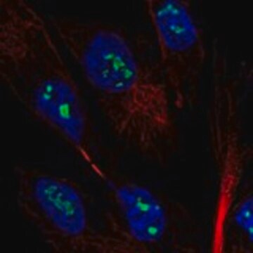 Anti-MAGEH1 antibody produced in rabbit Prestige Antibodies&#174; Powered by Atlas Antibodies, affinity isolated antibody, buffered aqueous glycerol solution