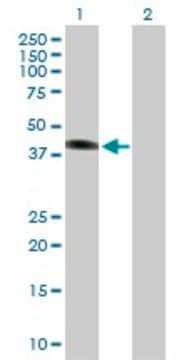 Anti-SGK2 antibody produced in mouse purified immunoglobulin, buffered aqueous solution