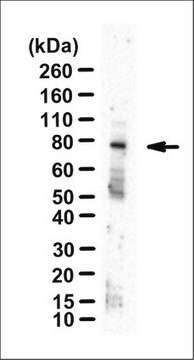 Anti-MgcRacGAP/CYK4 Antibody, clone 5G5 clone 5G5, from mouse