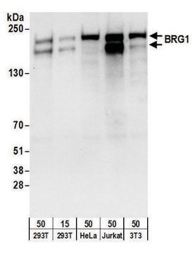 Goat anti-BRG1/SMARCA4 Antibody, Affinity Purified Powered by Bethyl Laboratories, Inc.