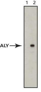 Anti-Aly antibody, Mouse monoclonal clone 11G5, purified from hybridoma cell culture