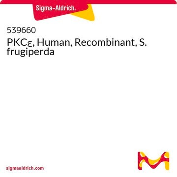 PKC&#949;, Human, Recombinant, S. frugiperda