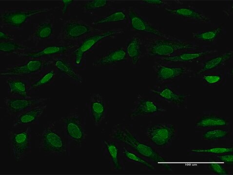 Anti-UBL7 antibody produced in mouse IgG fraction of antiserum, buffered aqueous solution