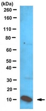 Anti-S100A8/MRP-8 Antibody (Azide Free) serum, from rabbit