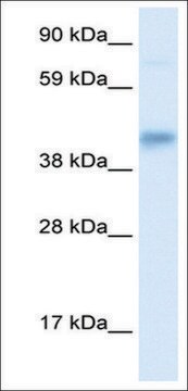 Anti-SEC14L2 antibody produced in rabbit affinity isolated antibody