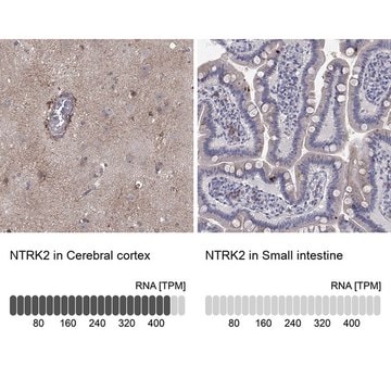 Anti-NTRK2 antibody produced in rabbit Prestige Antibodies&#174; Powered by Atlas Antibodies, affinity isolated antibody, buffered aqueous glycerol solution