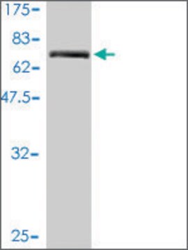 Monoclonal Anti-TMEM16K antibody produced in mouse clone 2B12-1A11, purified immunoglobulin, buffered aqueous solution