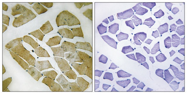 Anti-MYH4 antibody produced in rabbit affinity isolated antibody