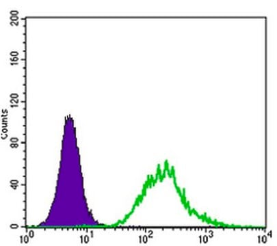 Anti-MATK Antibody, clone 9D7 ascites fluid, clone 9D7, from mouse