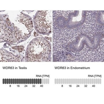 Anti-WDR63 antibody produced in rabbit Prestige Antibodies&#174; Powered by Atlas Antibodies, affinity isolated antibody, buffered aqueous glycerol solution