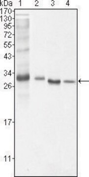 Monoclonal Anti-BCL10 antibody produced in mouse clone 4F8, ascites fluid