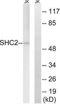 Anti-SHC2 antibody produced in rabbit affinity isolated antibody