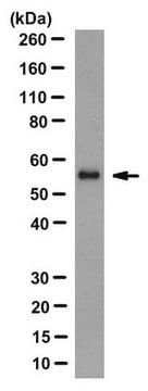 Anti-Importin alpha-3/Qip1 Antibody, clone 3D10 clone 3D10, from rat