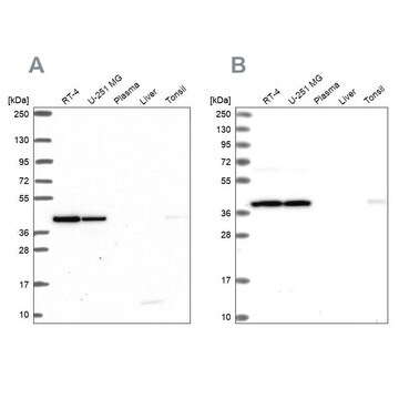 Anti-IDH3A antibody produced in rabbit Prestige Antibodies&#174; Powered by Atlas Antibodies, affinity isolated antibody