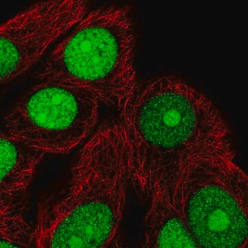 Anti-TNPO2 antibody produced in rabbit Prestige Antibodies&#174; Powered by Atlas Antibodies, affinity isolated antibody