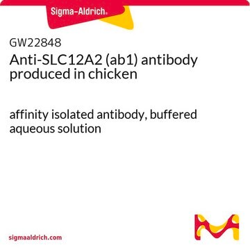 Anti-SLC12A2 (ab1) antibody produced in chicken affinity isolated antibody, buffered aqueous solution