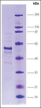 RAR, &#947; human recombinant, expressed in insect cells, &#8805;80% (SDS-PAGE)