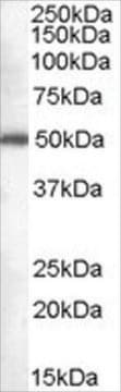 Anti-Dead-box protein 6 antibody produced in goat affinity isolated antibody, buffered aqueous solution