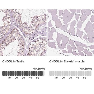 Anti-CHODL antibody produced in rabbit Prestige Antibodies&#174; Powered by Atlas Antibodies, affinity isolated antibody, buffered aqueous glycerol solution