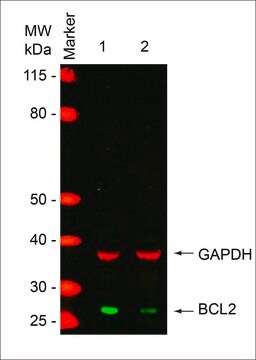 MISSION&#174; esiRNA targeting human BCL2